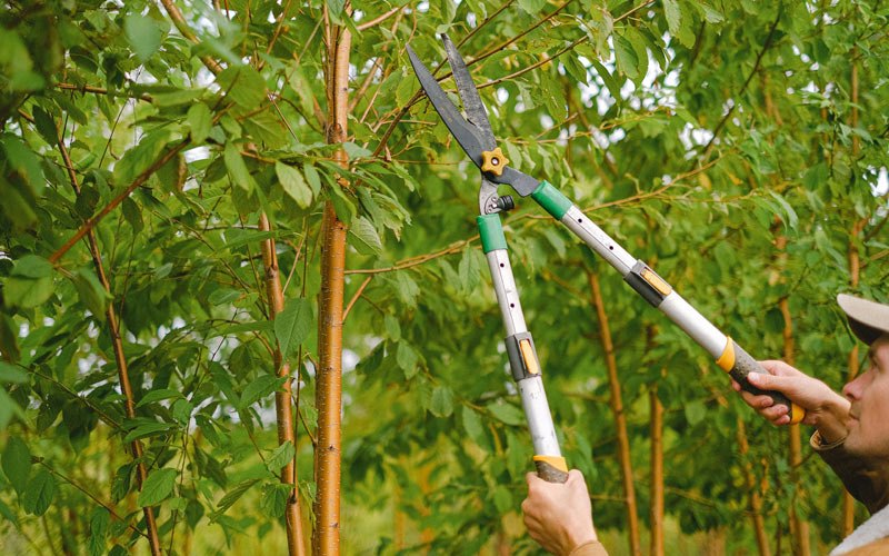 Tree trimming in Seneca Falls, NY